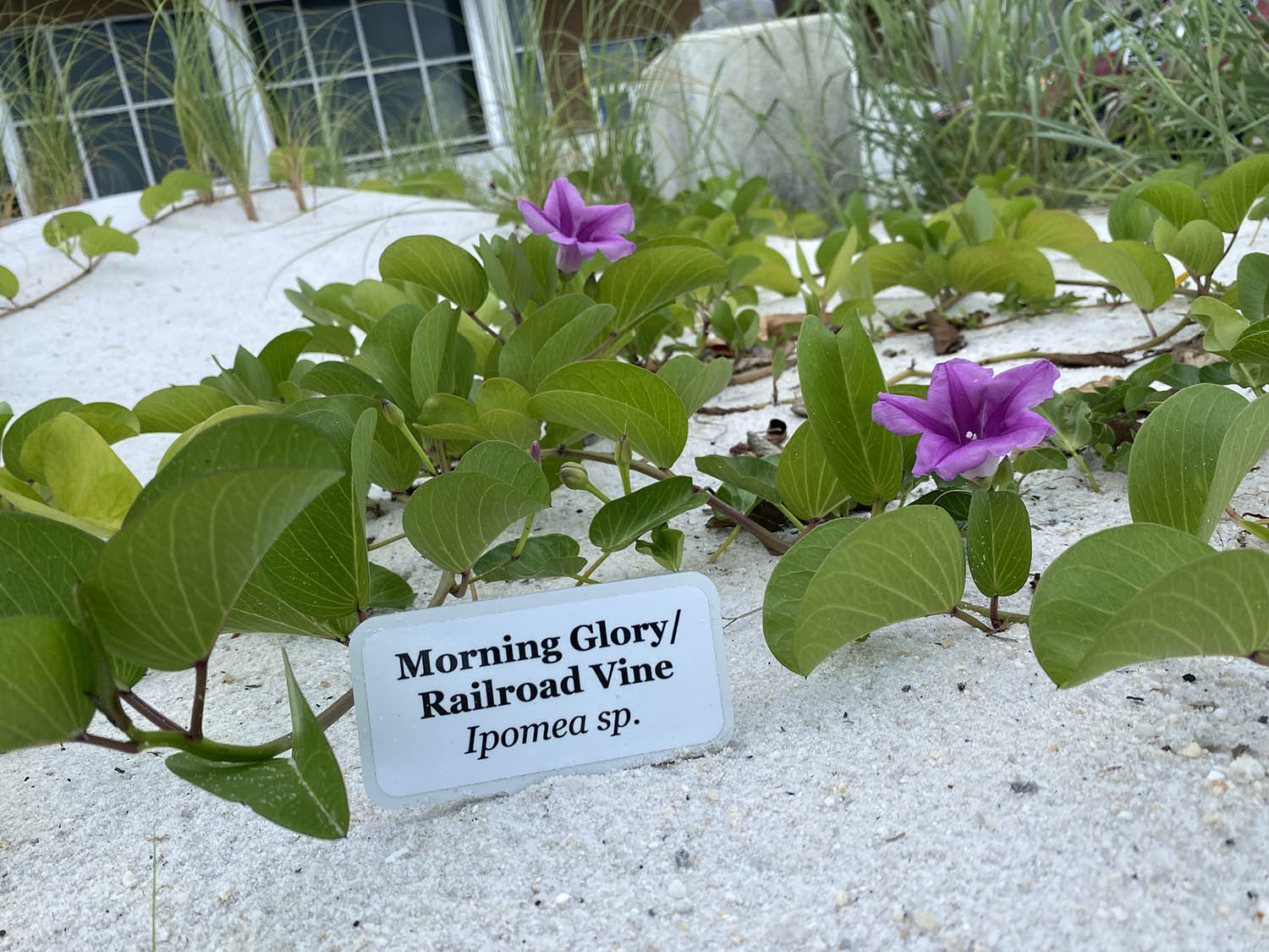 Morning Glory/Railroad Vine plants