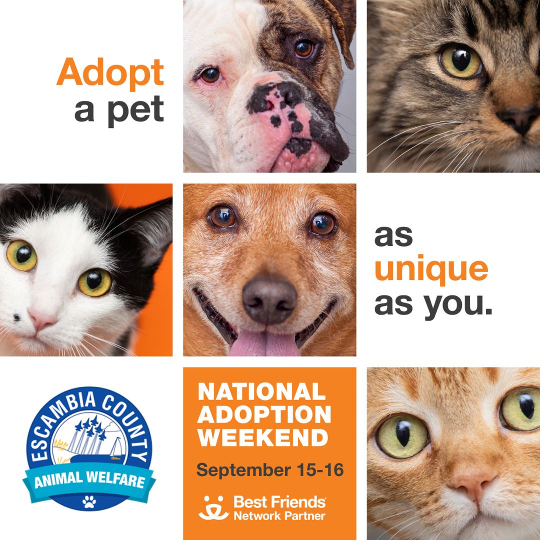 National Adoption Weekend Graphic