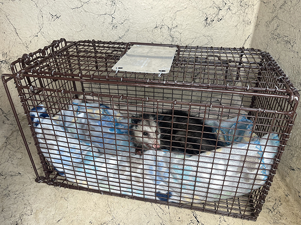 Opossum rescue