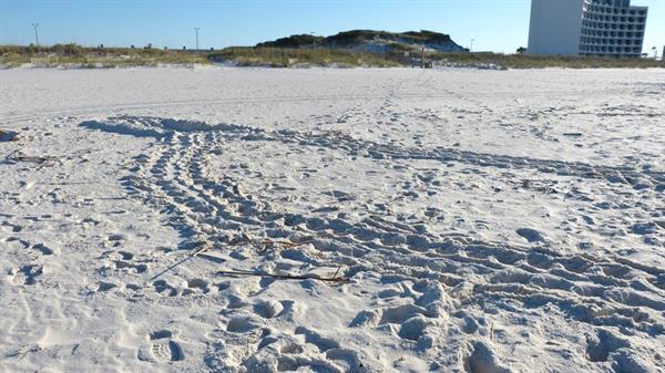 Evidence of a sea turtle nest on Perdido Key