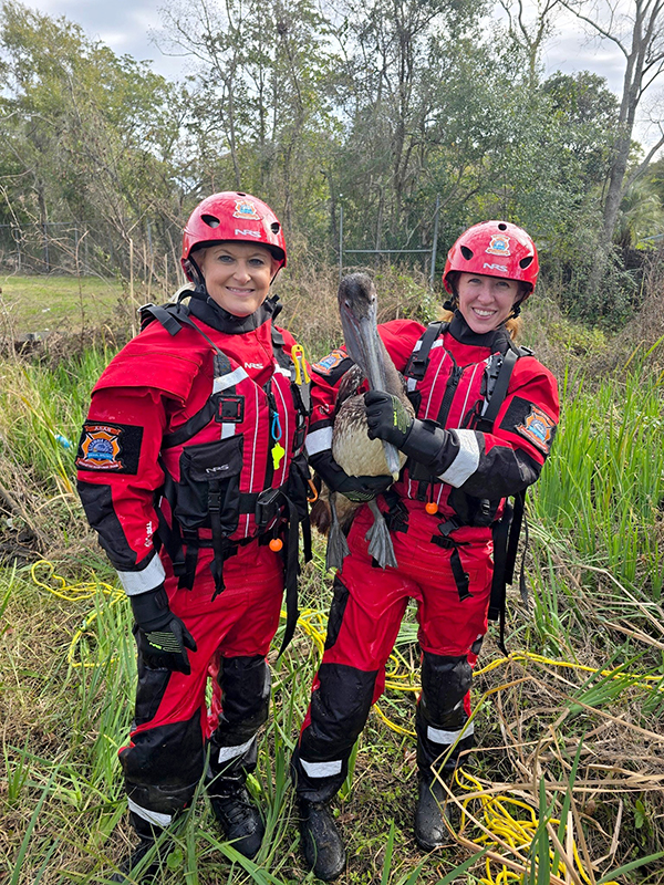 Pelican rescue