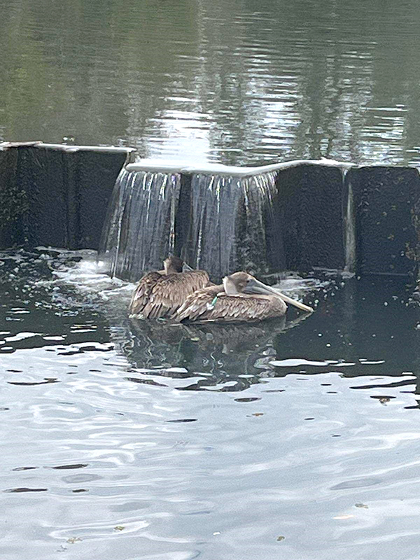 Pelican rescue