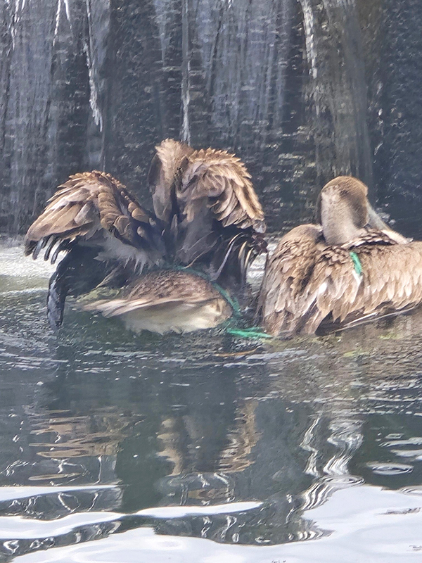 Pelican rescue