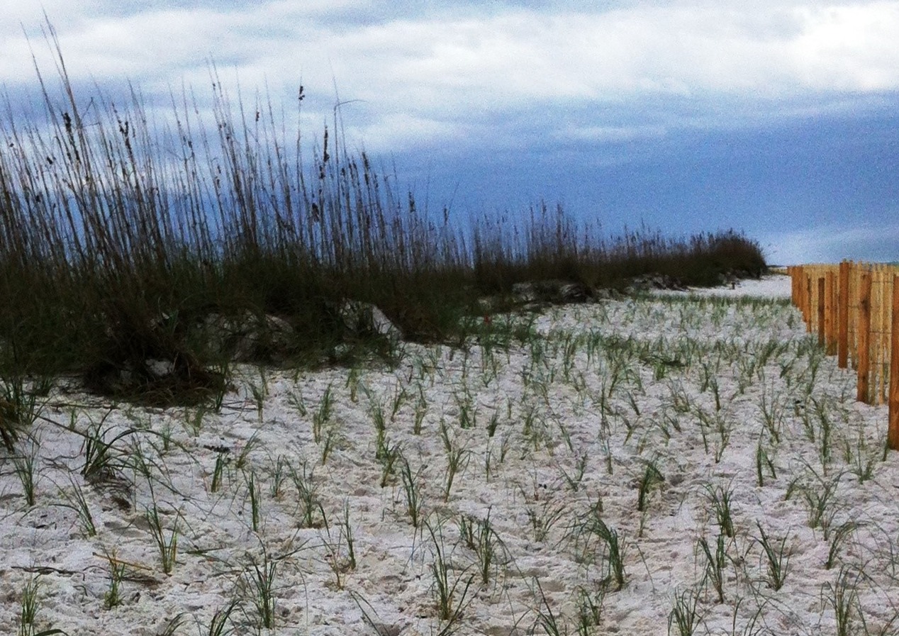 Sea Oat Seedlings and sand fencing placed in front of existing dune