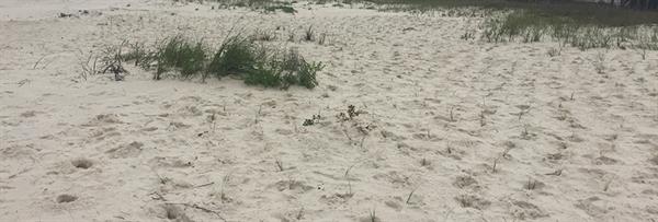 Perdido Key 1 Perdido Key 1