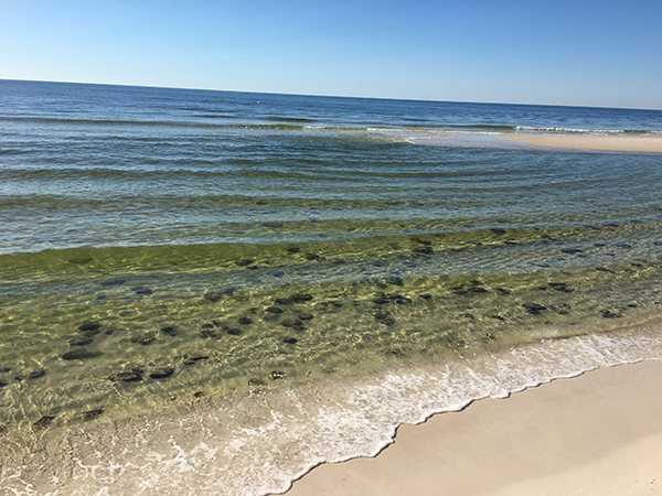 Perdido Key peat 1 Perdido Key peat 1