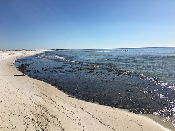 Perdido Key peat 2 Perdido Key peat 2