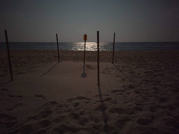 A sea turtle nest on Perdido Key with hatchlings beginning to emerge.