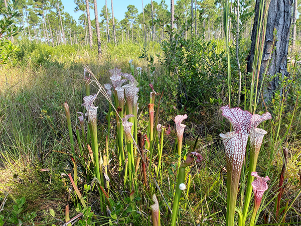 Pitcher Plant