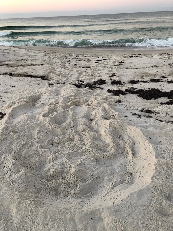 Sea Turtle Nest on Perdido Key