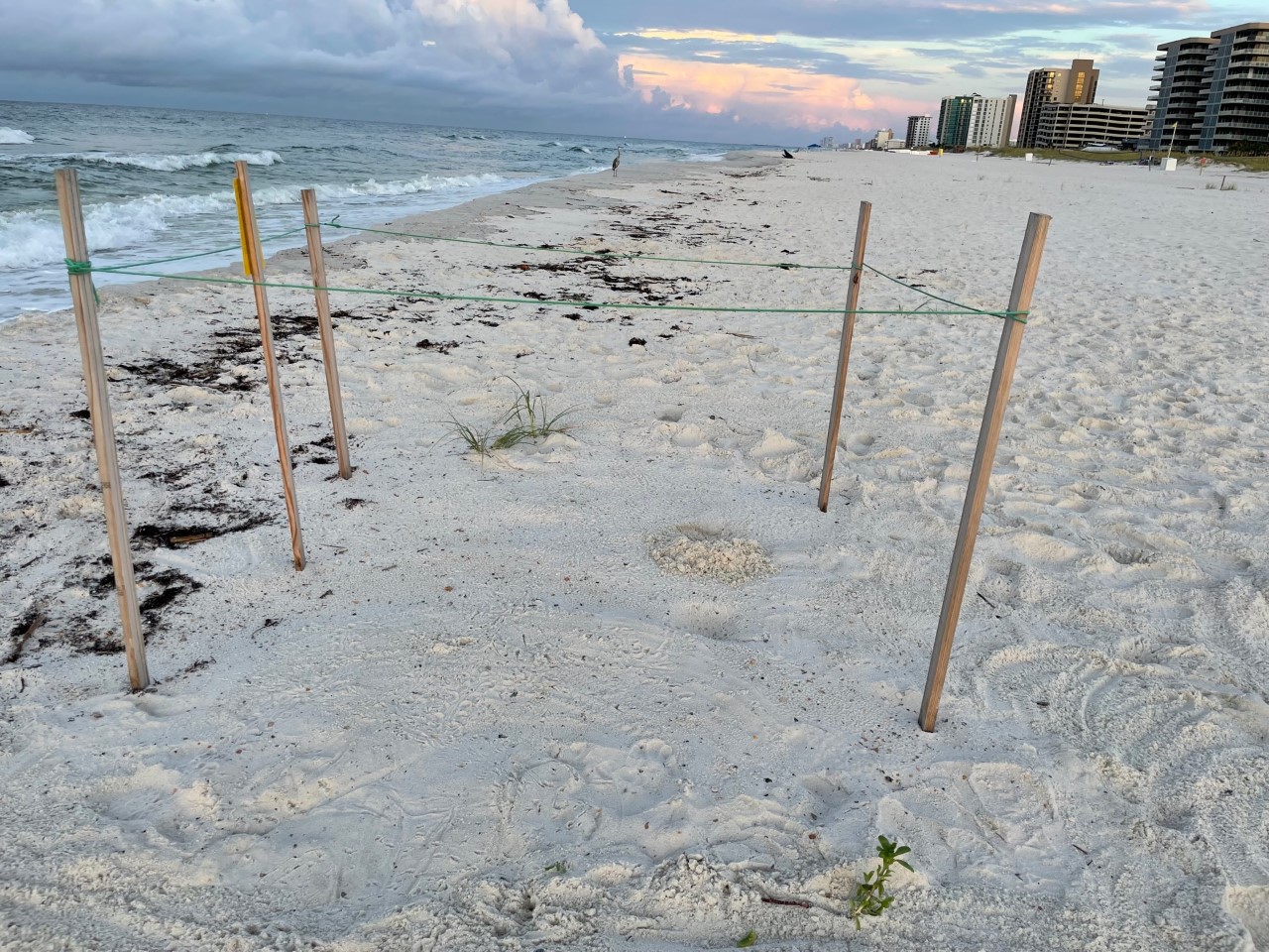 Sea turtle nest hatching on Perdido Key