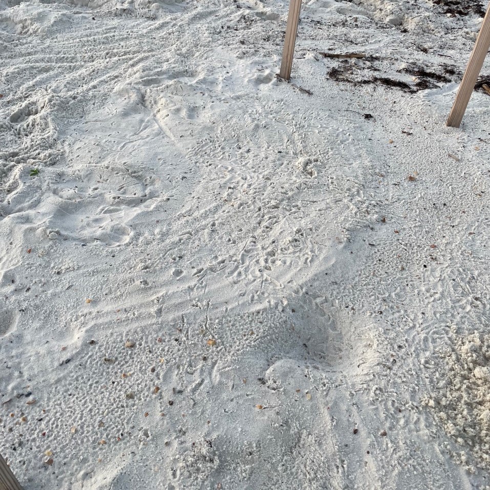 Sea turtle hatchling tracks on Perdido Key