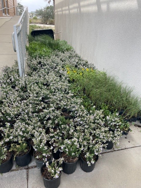 Plants available for giveaway during NHS event