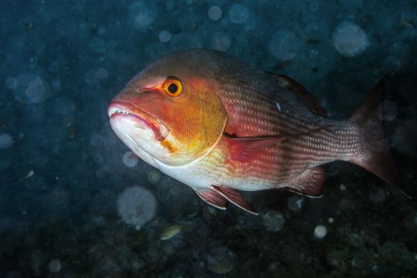 Red Snapper in the water