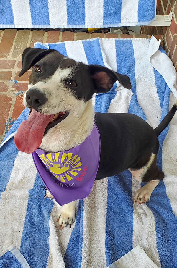 Rose dog adoption