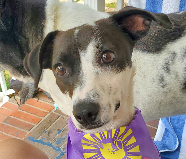 Rose dog adoption
