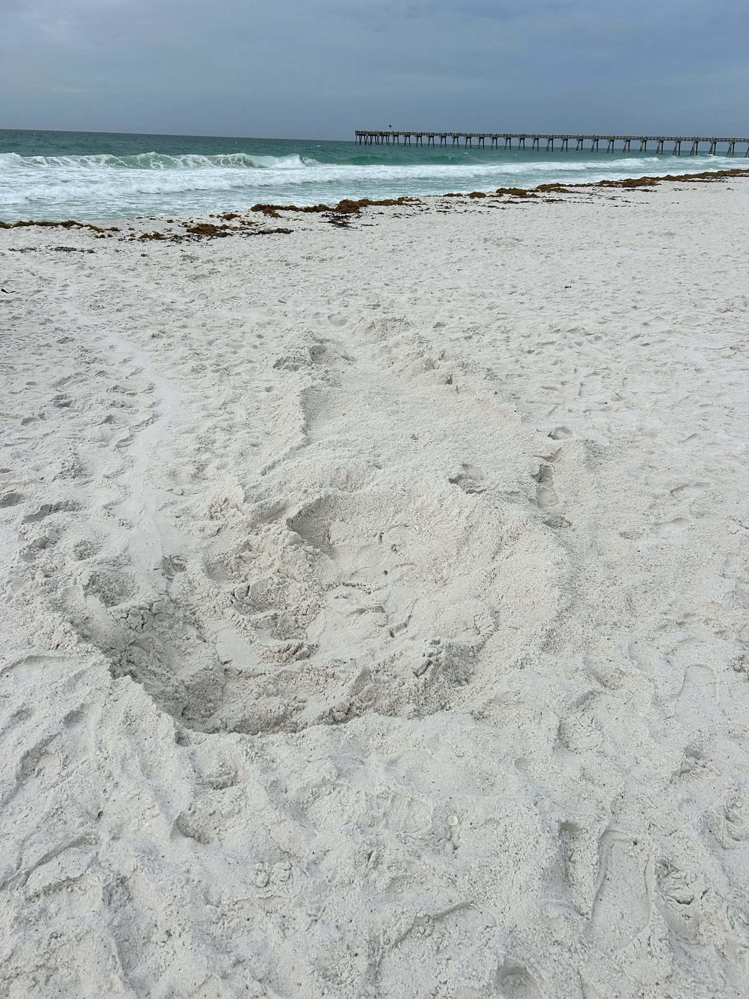 Sea turtle nest on Pensacola Beach Sea turtle nest on Pensacola Beach