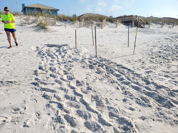 A sea turtle nest on Pensacola Beach