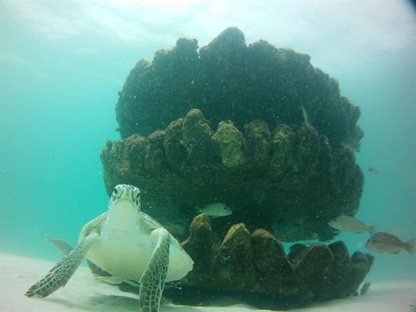Sea Turtle at Snorkeling Reef edit