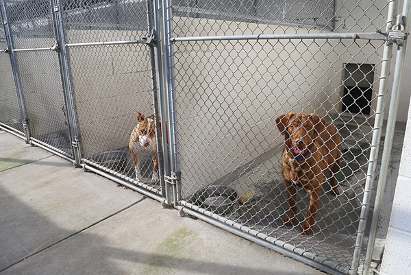 Adoptable dogs at the Escambia County Animal Shelter