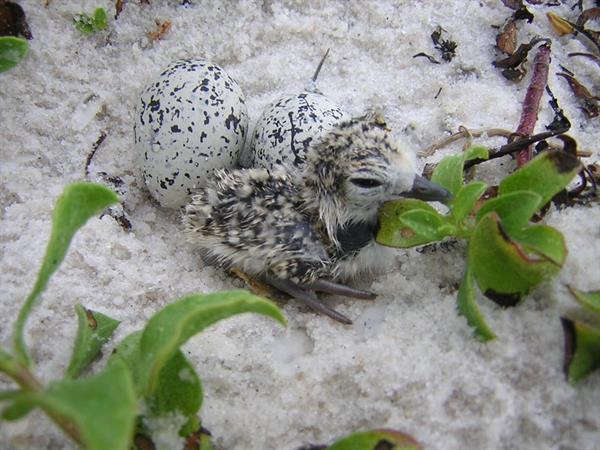 Shorebird Chick Shorebird Chick