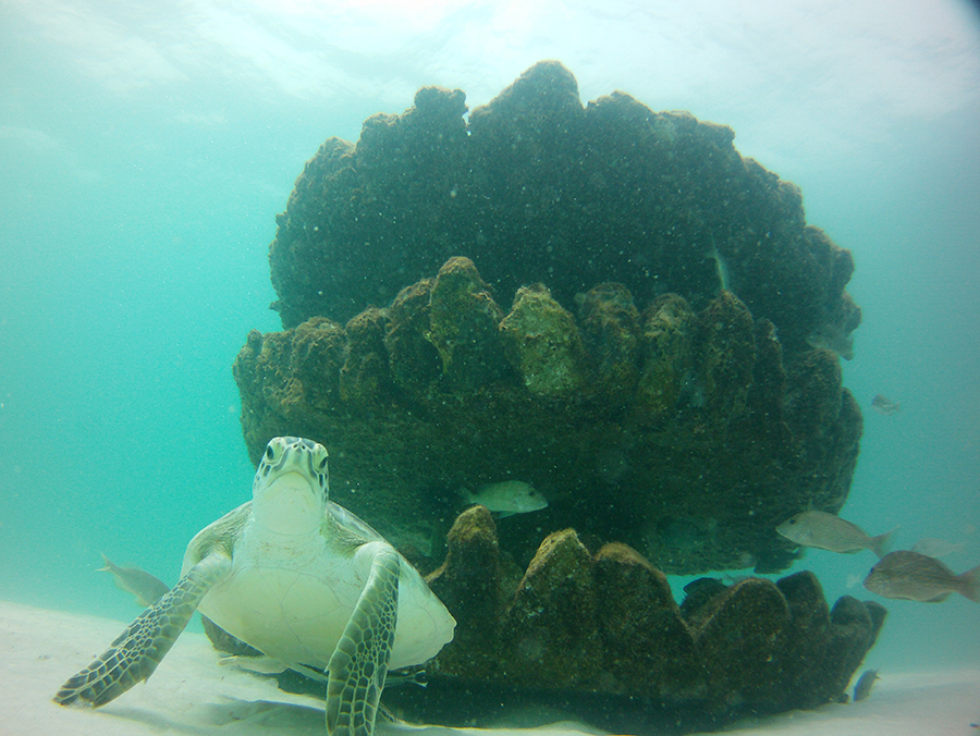 Sunken Reef - Turtle