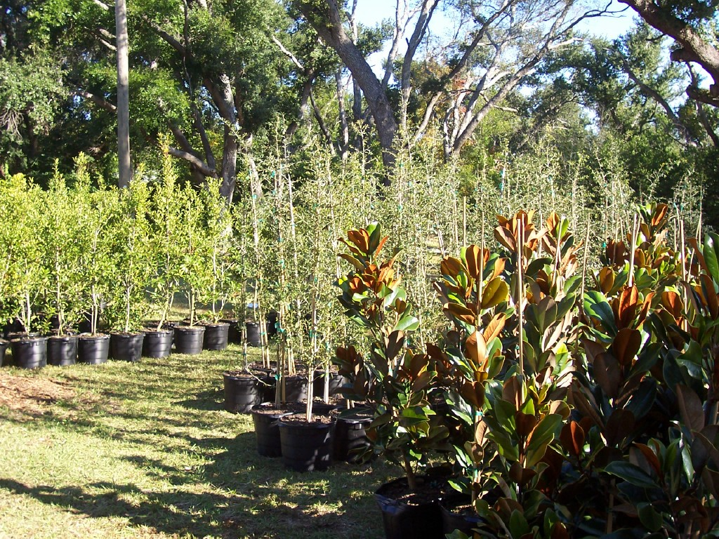 tree lineup 3