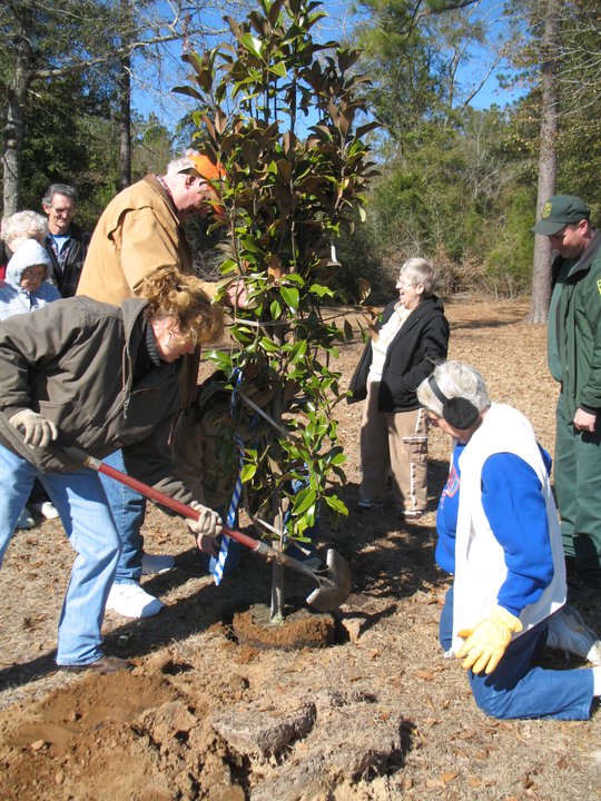 tree planting