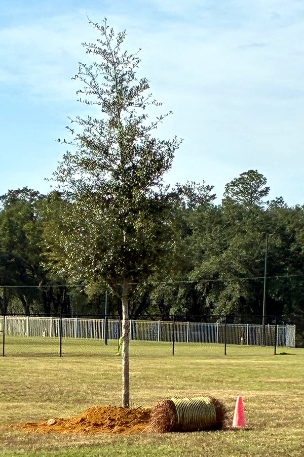 tree planting tree planting