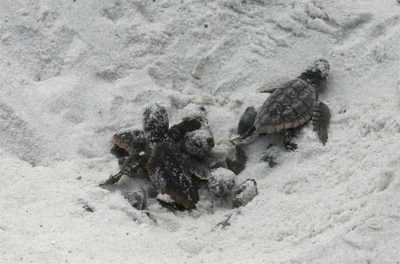 turtle hatch 3 - Copy turtle hatch 3 - Copy