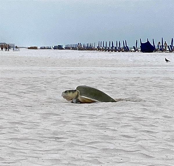 Kemp's ridley turtle on beach 