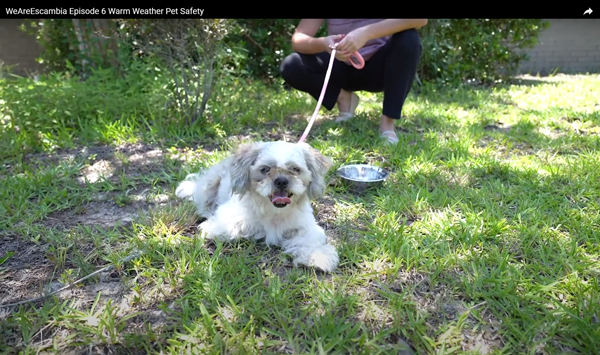 Warm Weather Pet Safety Warm Weather Pet Safety