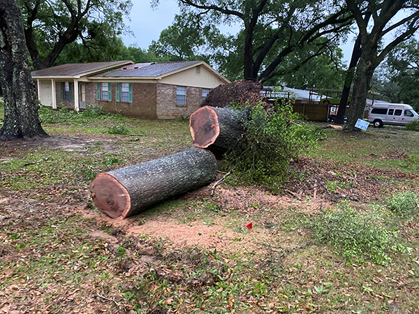 A cut tree that fell down during severe weather