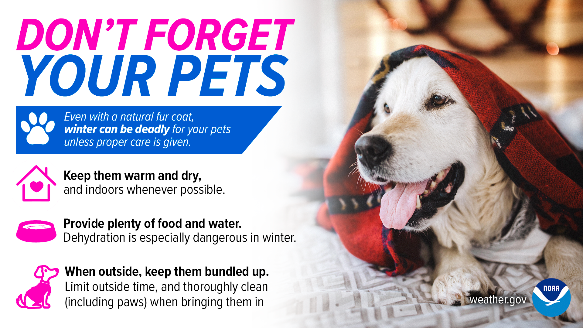 Don't Forget Your Pets graphic