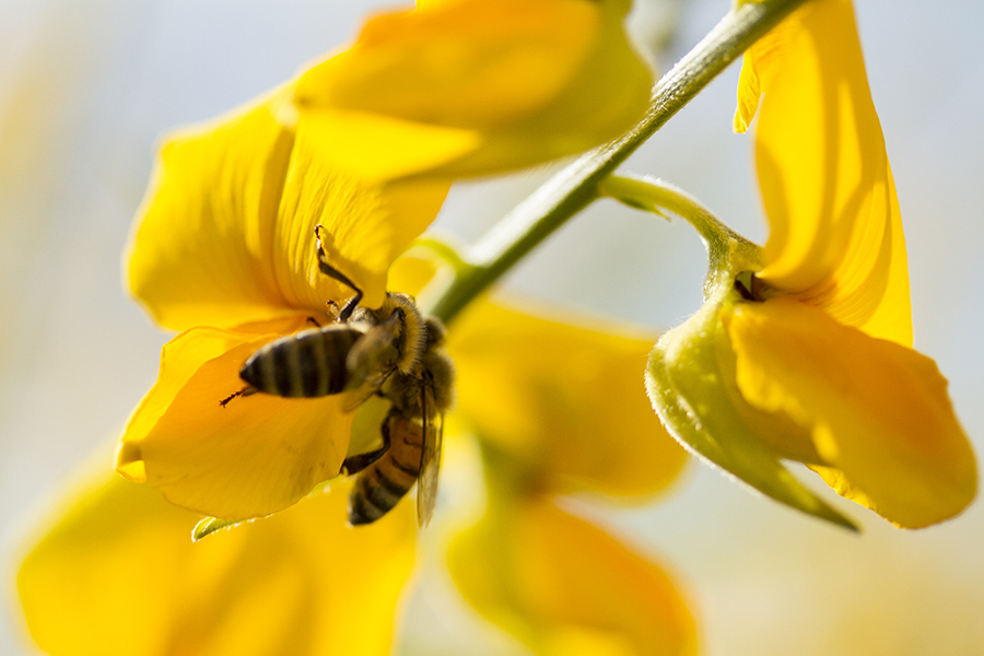 Bees
