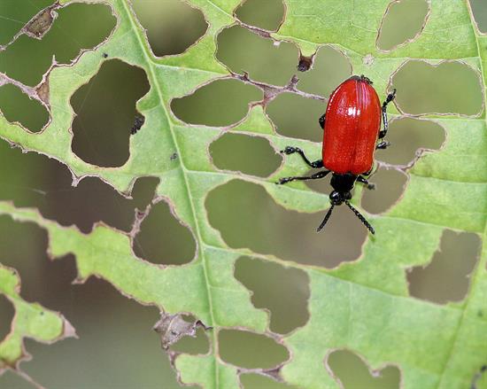Air Potato Beetle Air Potato Beetle
