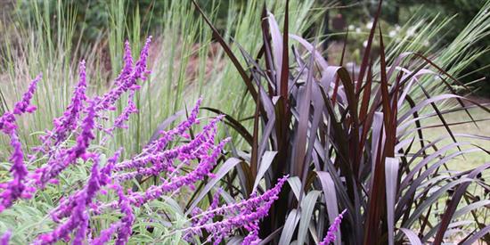 Fall gardening photo of purple flowers