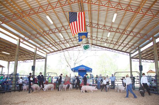 Annual Spring Livestock Show