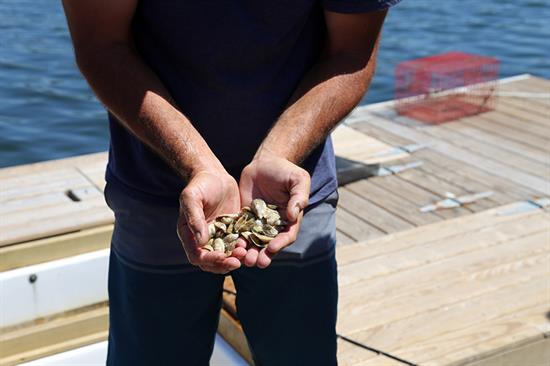 Pensacola Bay Oyster Company Farm Tour 2018