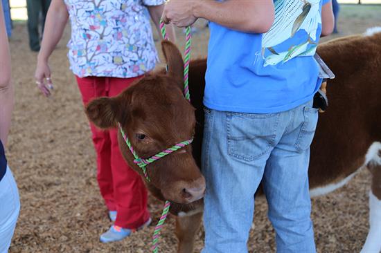 Young calf in 4-H program at Escambia County Extension Young calf in 4-H program at Escambia County Extension