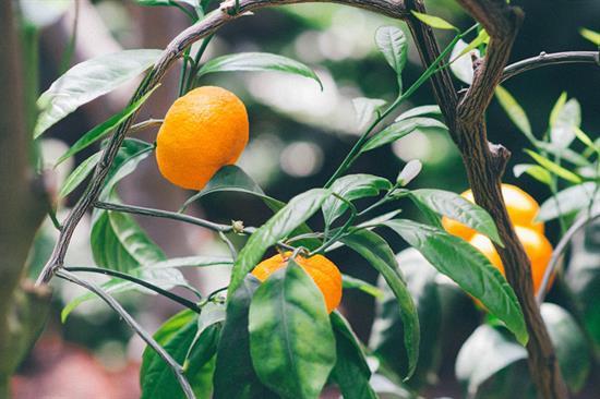 Growing Citrus Trees Growing Citrus Trees
