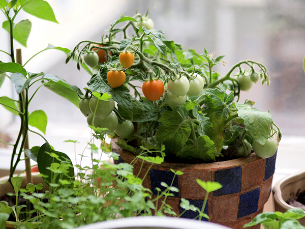 Container Gardening Container Gardening
