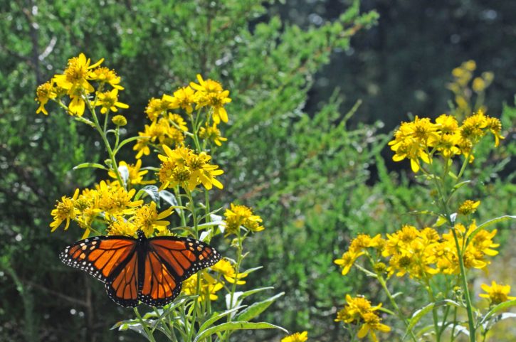 Monarch Butterfly