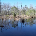 Jones Swamp Wetland