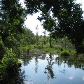 Jones Swamp Pond and Trees