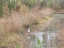 Heron on Pond in Jones Swamp