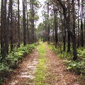 Jones Swamp Land Management