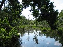 Pond in Jones Swamp