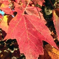 Red Maple Leaf at Jones Swamp