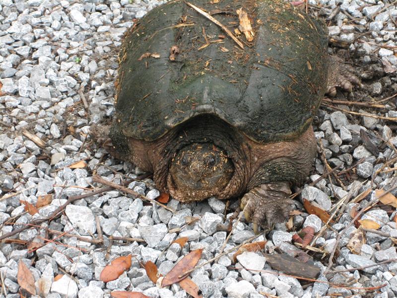 TurtleatJonesSwamp